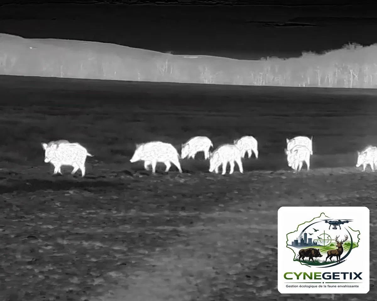 Compagnie de sangliers observée à la caméra thermique dans les Landes, avril 2026 – Cynegetix